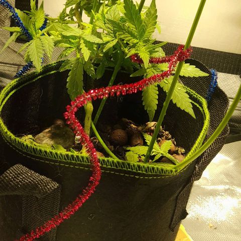 2 growlog timeline photo