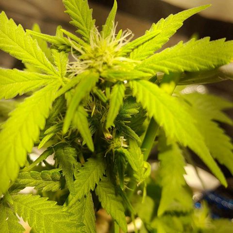 2 growlog timeline photo