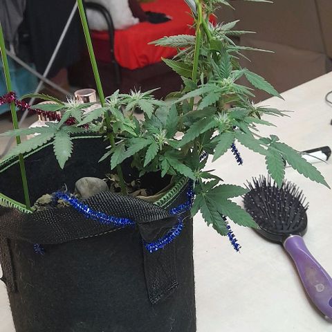 2 growlog timeline photo