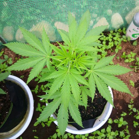 7.Royal Haze Automática  growlog timeline photo