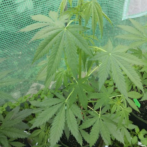 7.Royal Haze Automática  growlog timeline photo