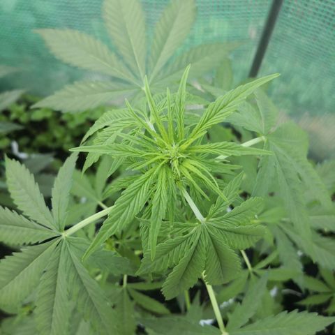 7.Royal Haze Automática  growlog timeline photo