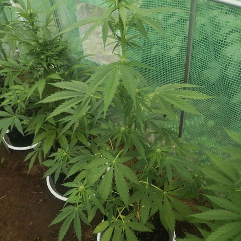 7.Royal Haze Automática  growlog timeline photo