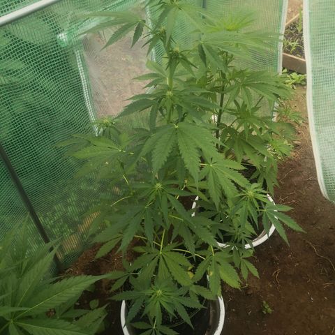 7.Royal Haze Automática  growlog timeline photo