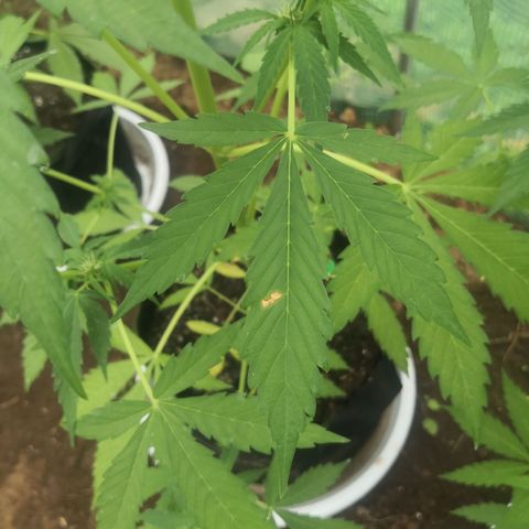 7.Royal Haze Automática  growlog timeline photo