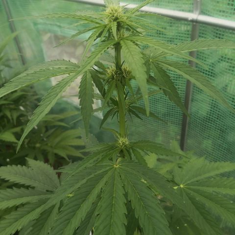 7.Royal Haze Automática  growlog timeline photo