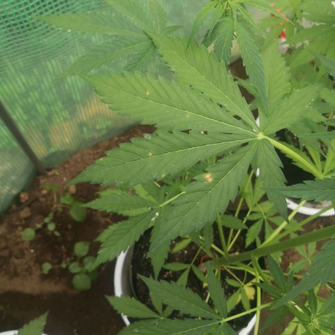 7.Royal Haze Automática  growlog timeline photo