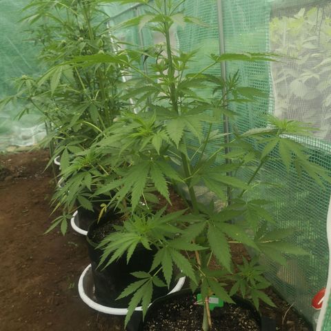 7.Royal Haze Automática  growlog timeline photo