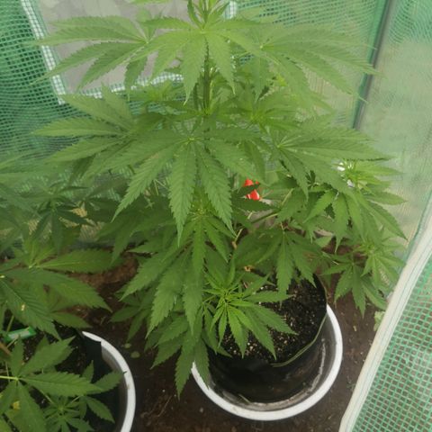 7.Royal Haze Automática  growlog timeline photo