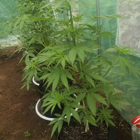 7.Royal Haze Automática  growlog timeline photo