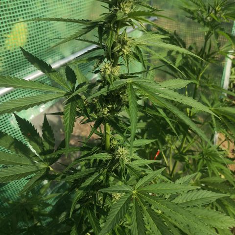 7.Royal Haze Automática  growlog timeline photo
