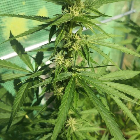 7.Royal Haze Automática  growlog timeline photo