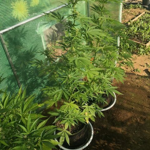7.Royal Haze Automática  growlog timeline photo