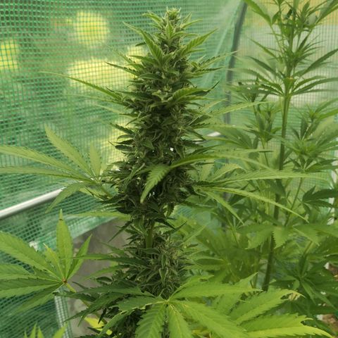 7.Royal Haze Automática  growlog timeline photo