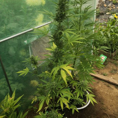 7.Royal Haze Automática  growlog timeline photo