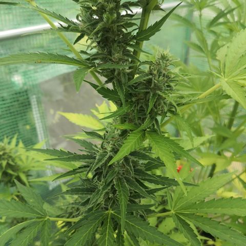 7.Royal Haze Automática  growlog timeline photo