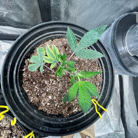 Bully Kush growlog timeline photo