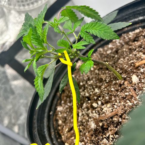Bully Kush growlog timeline photo