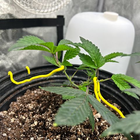 Bully Kush growlog timeline photo