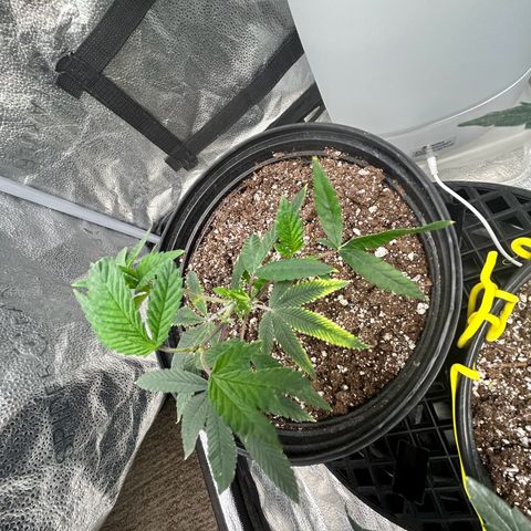 Bully Kush growlog timeline photo