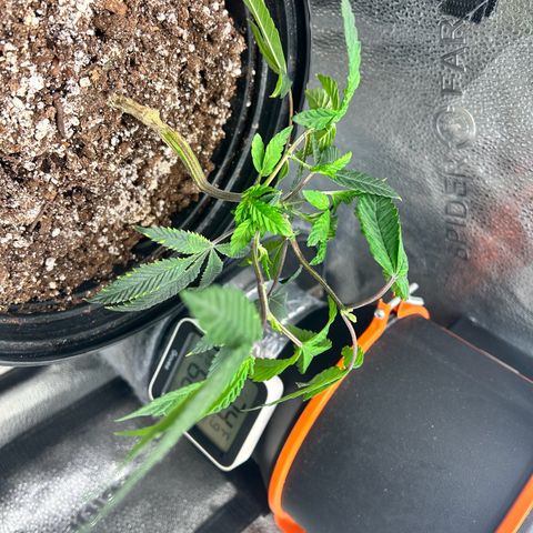 Bully Kush growlog timeline photo