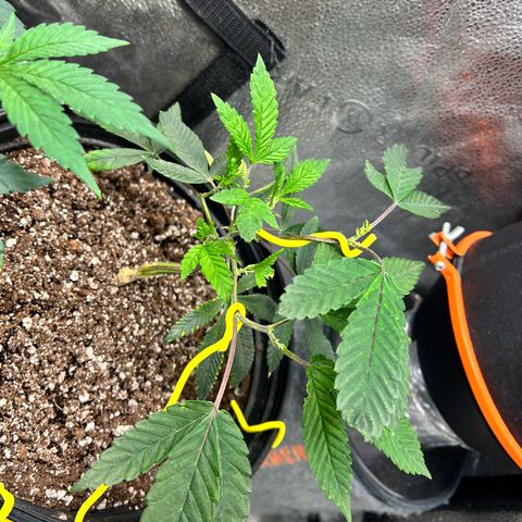 Bully Kush growlog timeline photo