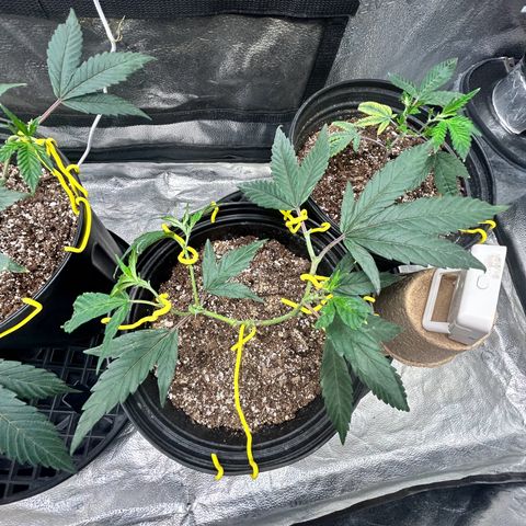 OG RuntZ growlog timeline photo