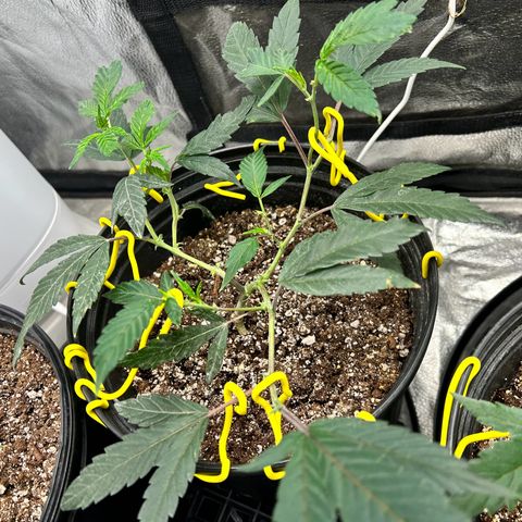 OG RuntZ growlog timeline photo