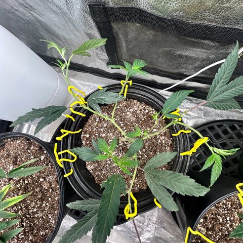 OG RuntZ growlog timeline photo