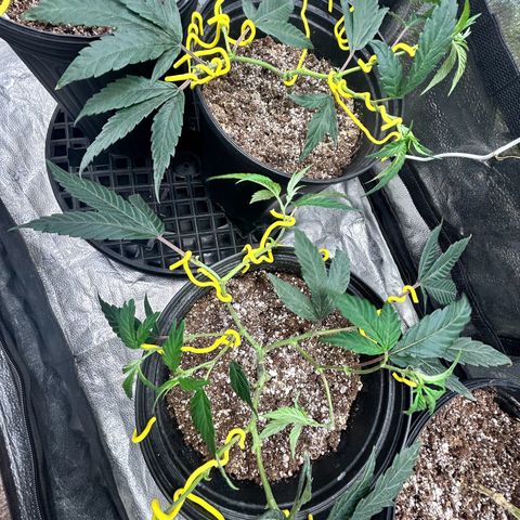 OG RuntZ growlog timeline photo