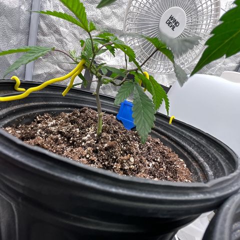 Bully Kush growlog timeline photo