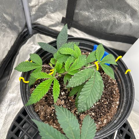 Bully Kush growlog timeline photo