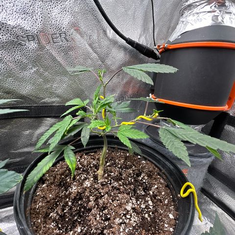 Bully Kush growlog photo: New leaves looking burnt and disfigured… have read that this a a deficiency of some kind 