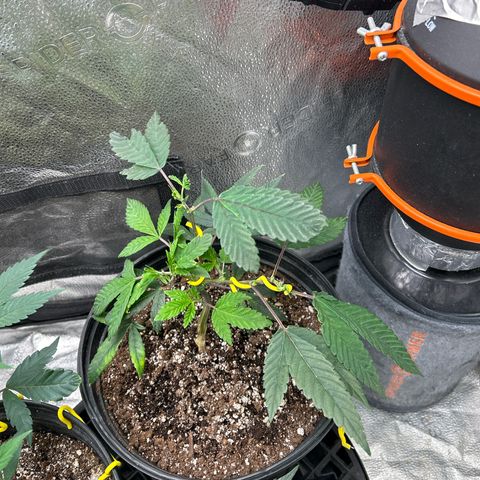 Bully Kush growlog photo: New leaves looking burnt and disfigured… have read that this a a deficiency of some kind 
