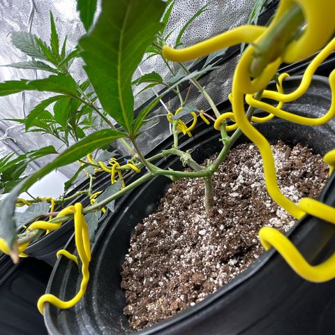 OG RuntZ growlog photo: Some new growth is burnt and disfigured… sign of deficiency 
