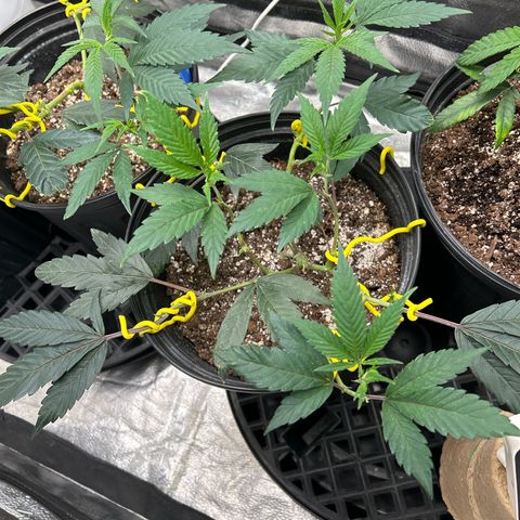 OG RuntZ growlog photo: Some new growth is burnt and disfigured… sign of deficiency 