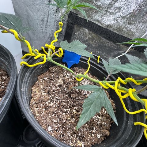 OG RuntZ growlog timeline photo