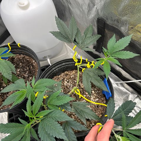 OG RuntZ growlog timeline photo