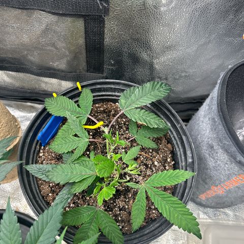 Bully Kush growlog photo: Cut off 2 leaves blocking light that also looked burnt