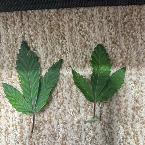 Bully Kush growlog timeline photo