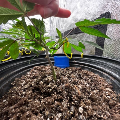 Bully Kush growlog photo: Cut off 2 leaves blocking light that also looked burnt