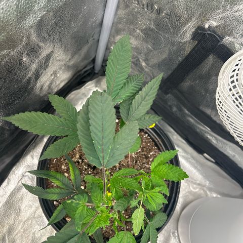 Bully Kush growlog timeline photo