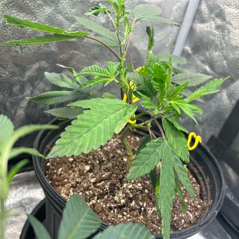 Bully Kush growlog timeline photo