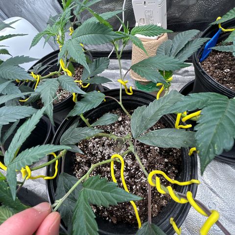 OG RuntZ growlog timeline photo