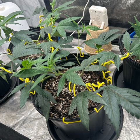 OG RuntZ growlog timeline photo