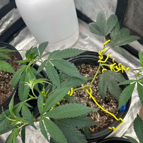 OG RuntZ growlog timeline photo