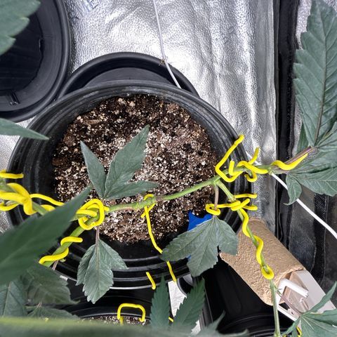 OG RuntZ growlog timeline photo