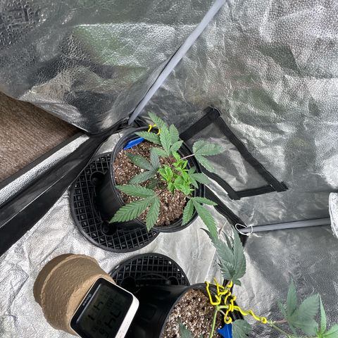 Bully Kush growlog timeline photo