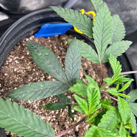 Bully Kush growlog timeline photo