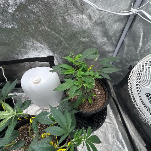 Bully Kush growlog timeline photo